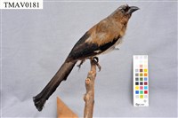 藏品(樹鵲)的圖片